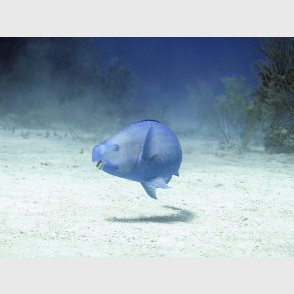 Blue parrotfish at Danger Reef - The Exumas, April 2014